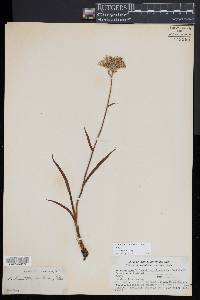 Lachnanthes caroliniana image