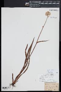 Lachnanthes caroliniana image