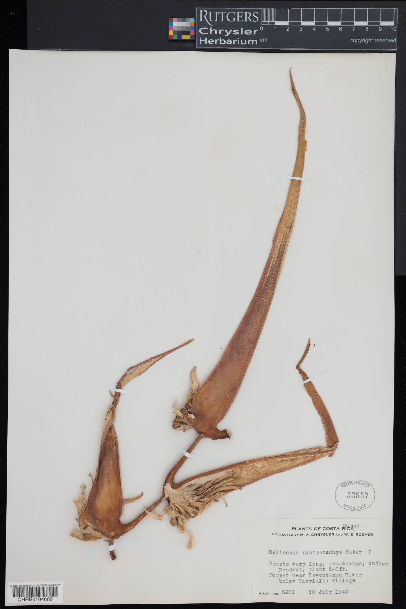 Heliconia platystachys image