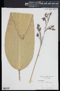 Thalia dealbata image