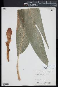 Renealmia thyrsoidea image