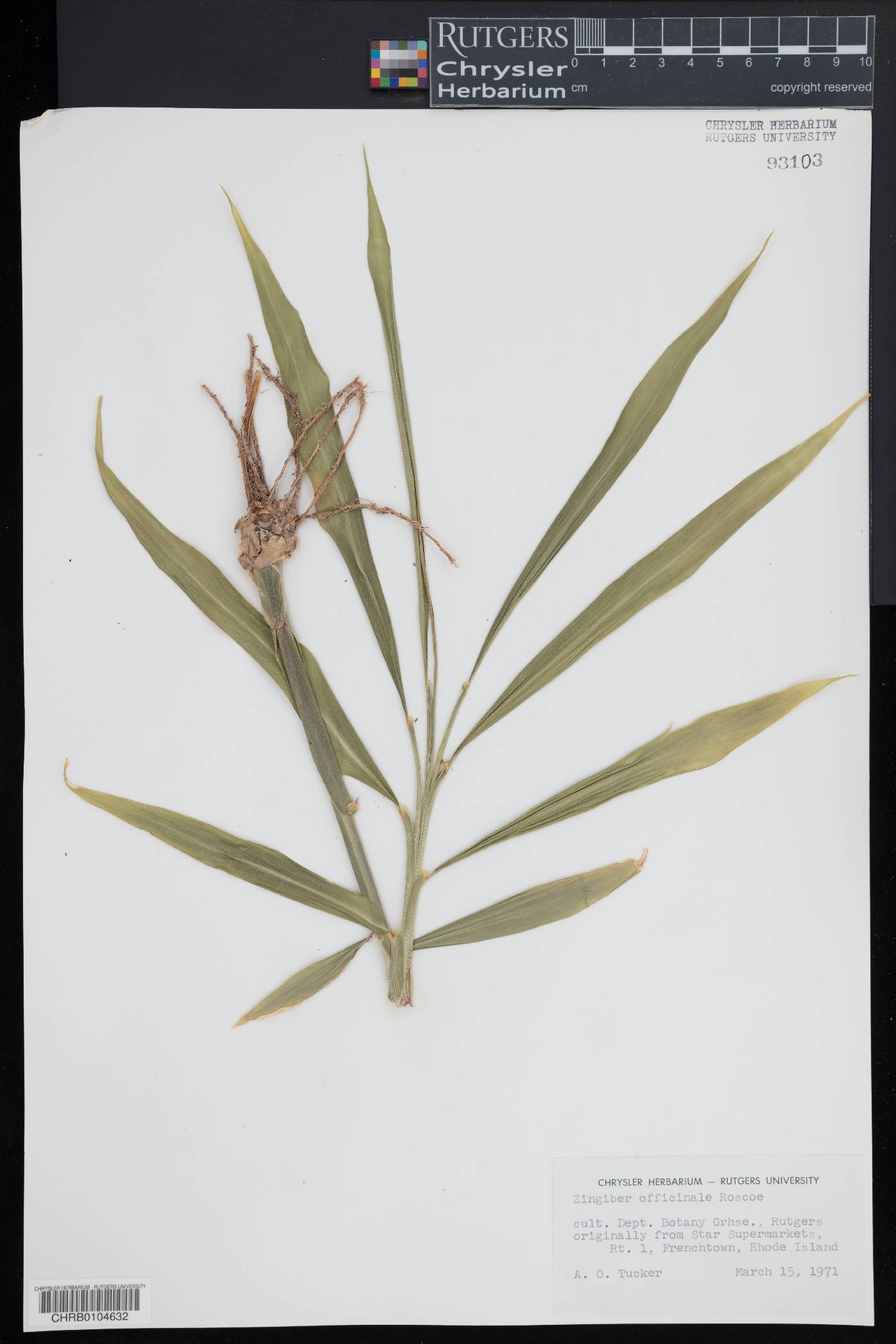 Zingiber officinale image