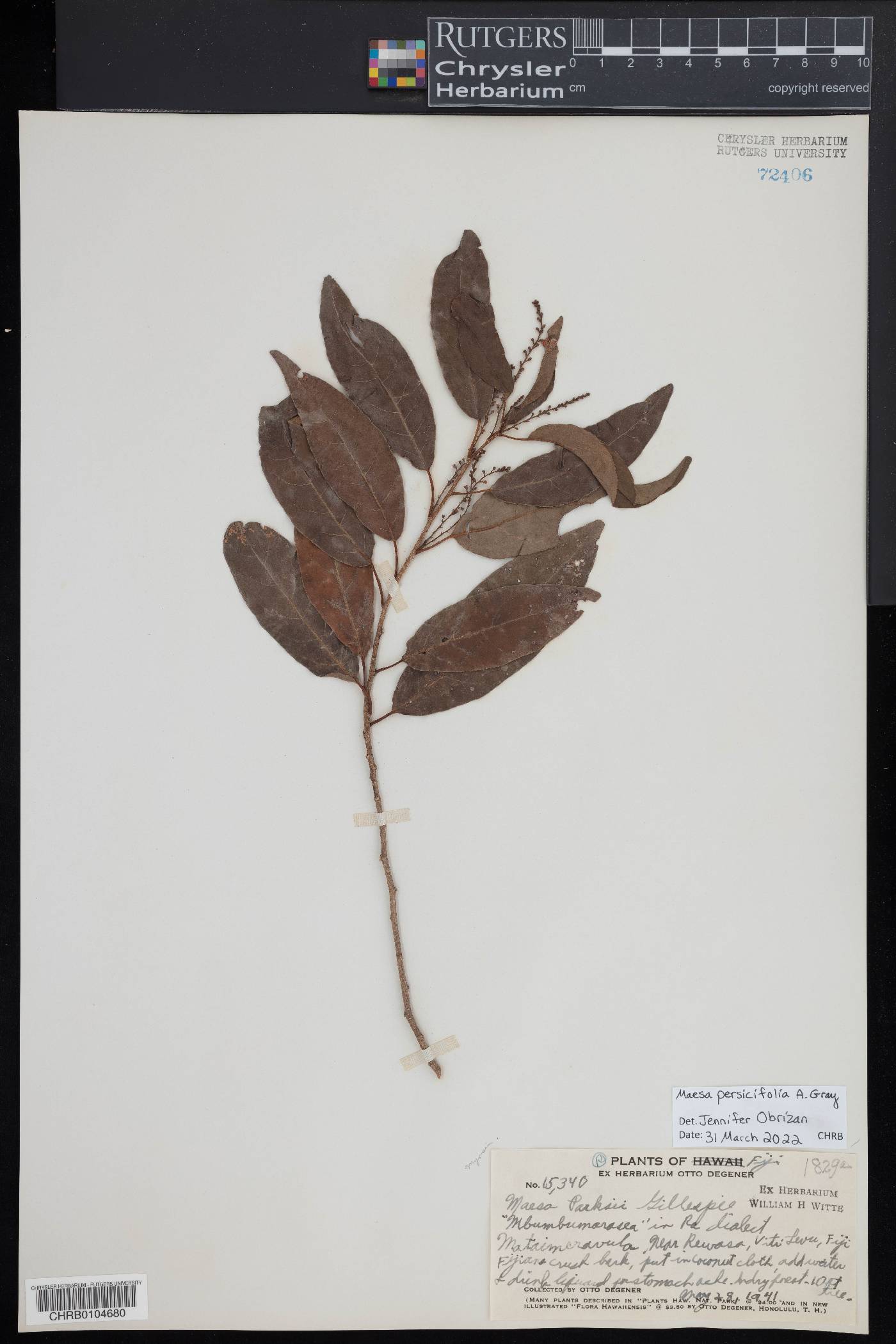 Maesa persicifolia image