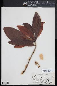 Myrsine lanaiensis image
