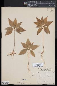 Trientalis borealis image