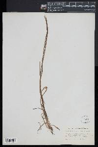 Sparganium angustifolium image