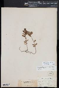 Hypericum crux-andreae image