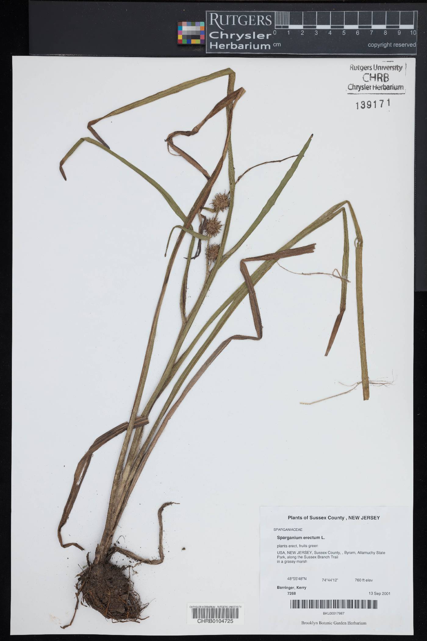 Sparganium erectum image