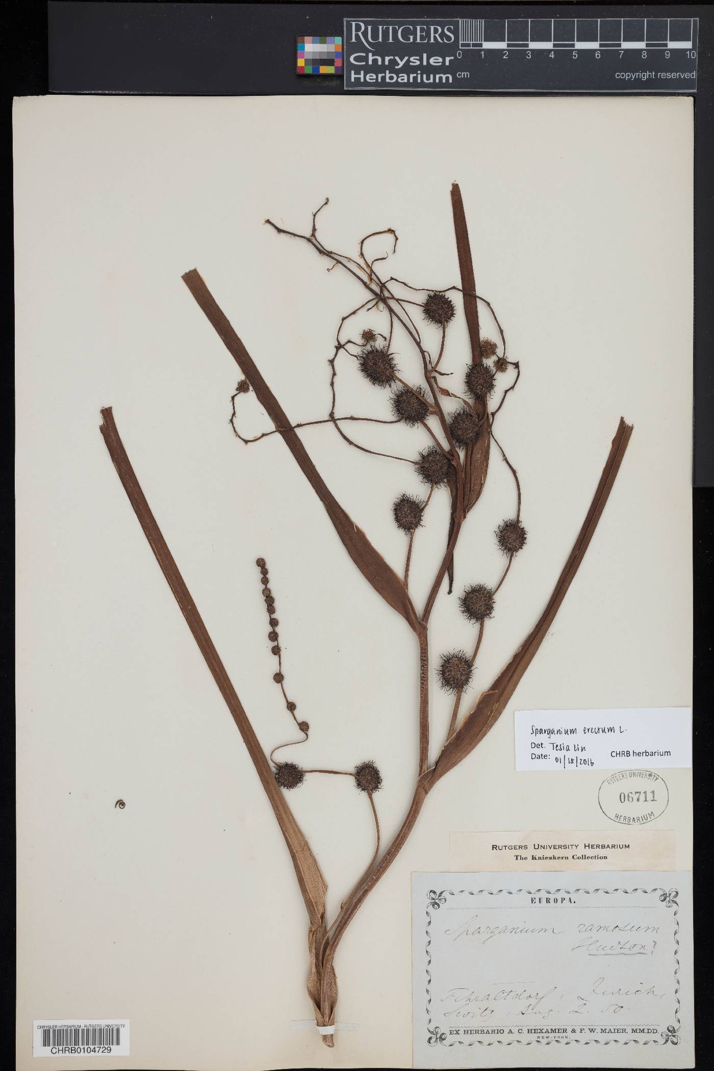 Sparganium erectum image