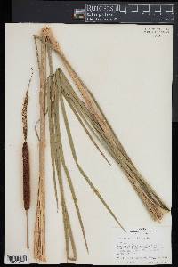 Typha angustifolia image