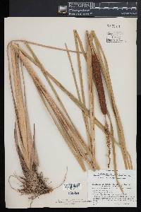 Typha angustifolia image