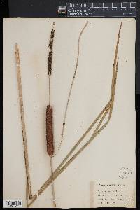 Typha angustifolia image