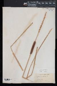 Typha angustifolia image