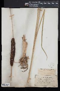 Typha angustifolia image