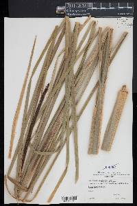 Typha angustifolia image