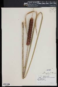 Typha angustifolia image