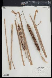 Typha angustifolia image