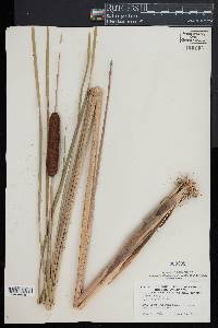 Typha angustifolia image