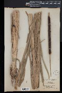 Typha angustifolia image