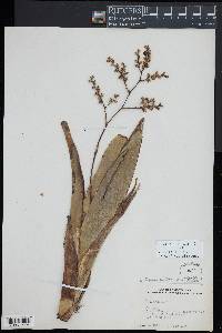 Catopsis nitida image
