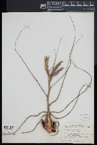 Tillandsia bulbosa image