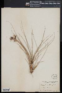 Tillandsia tenuifolia image