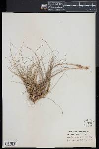 Tillandsia tenuifolia image