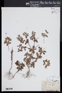 Euphorbia helioscopia image