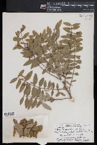 Euphorbia hillebrandii image