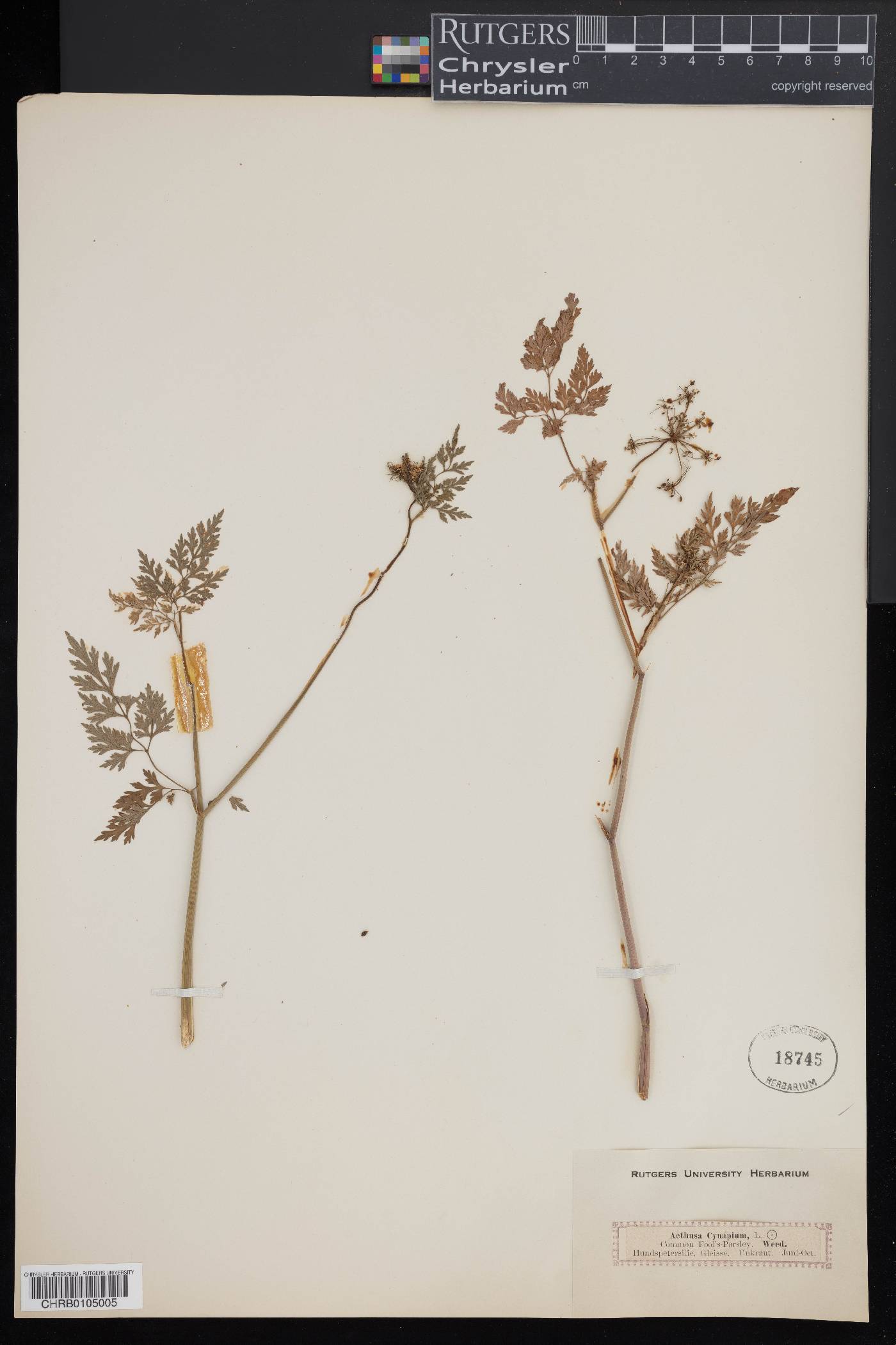 Aethusa cynapium image