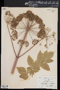 Angelica atropurpurea image