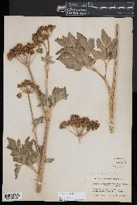 Angelica lucida image