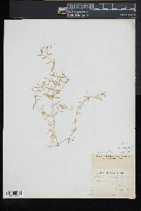 Stellaria calycantha image
