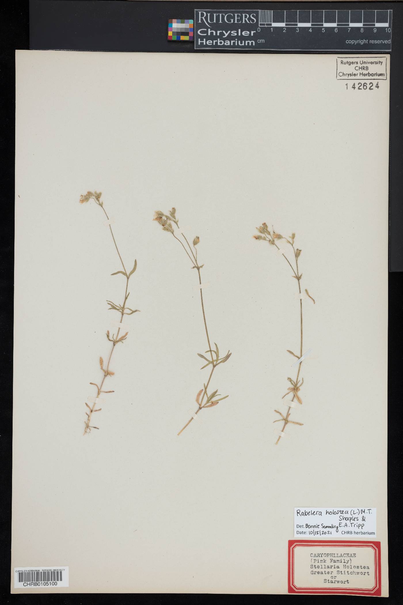 Rabelera holostea image