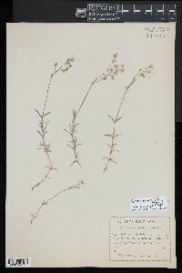 Rabelera holostea image
