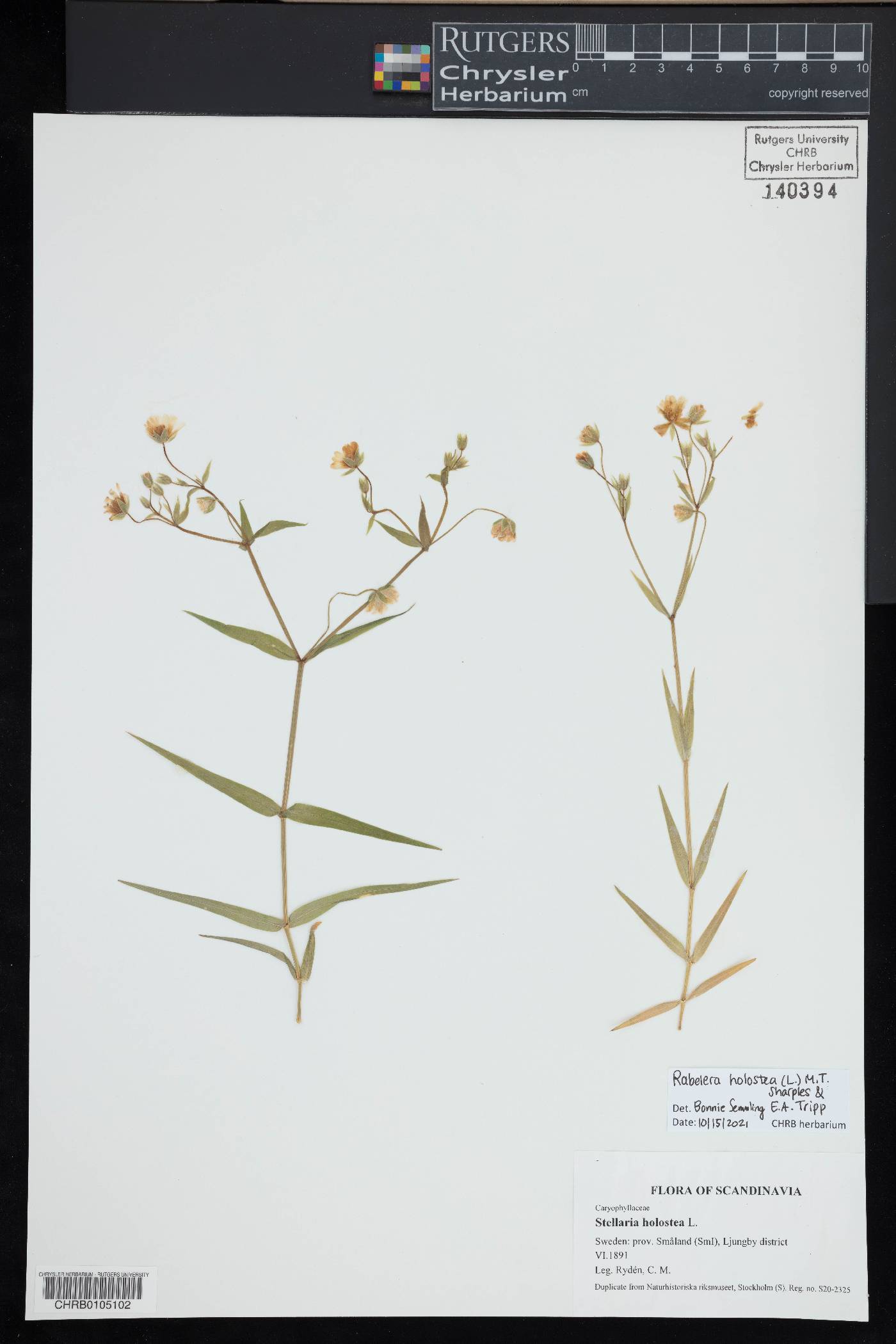 Rabelera holostea image