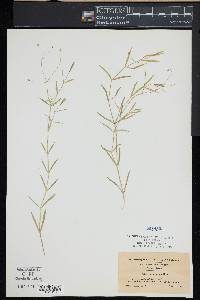 Stellaria longifolia image