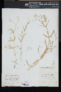 Stellaria longifolia image