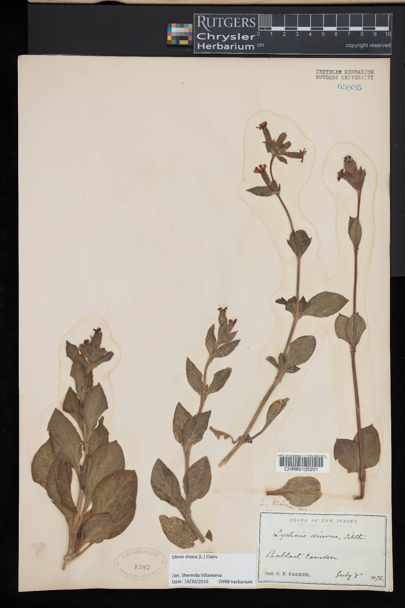 Silene dioica image