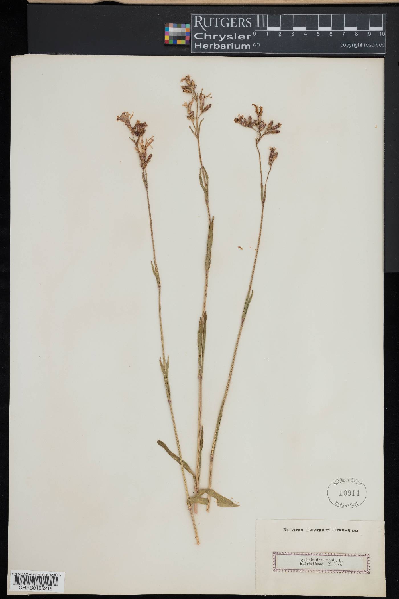 Silene flos-cuculi image