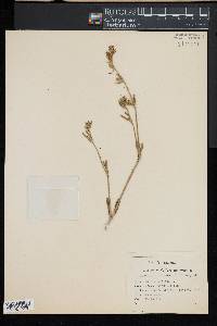 Silene gallica image