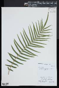 Pteris vittata image