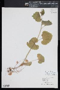 Alliaria petiolata image