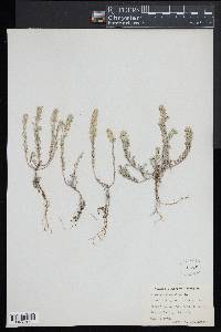 Alyssum alyssoides image