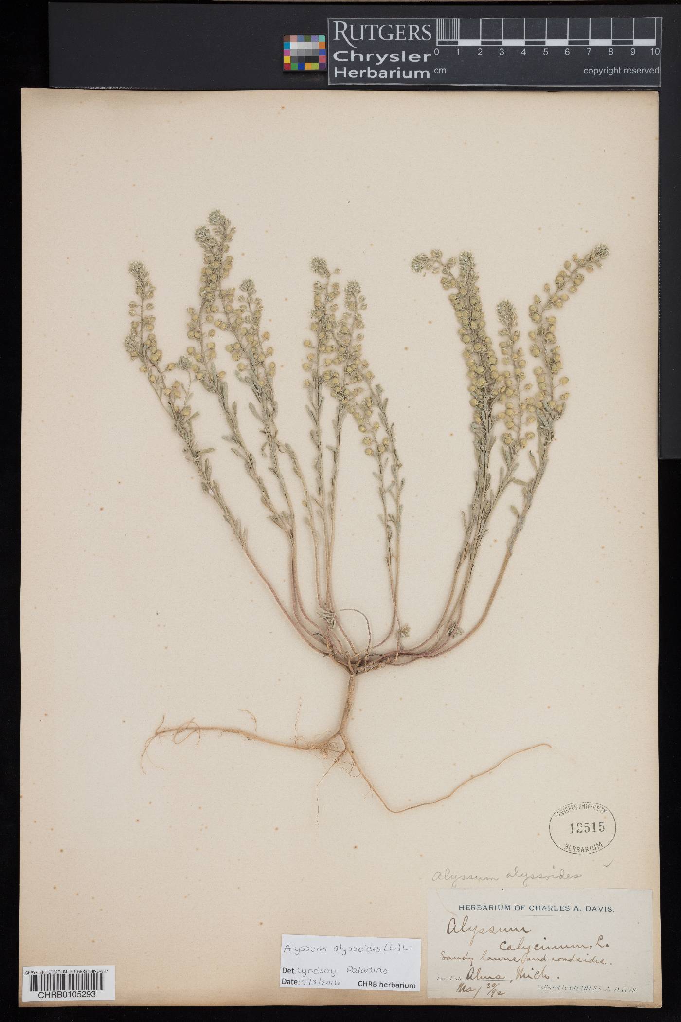 Alyssum alyssoides image