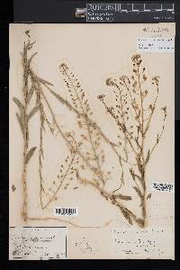 Camelina microcarpa image