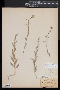 Camelina microcarpa image