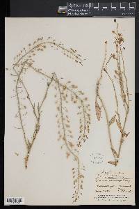 Camelina microcarpa image