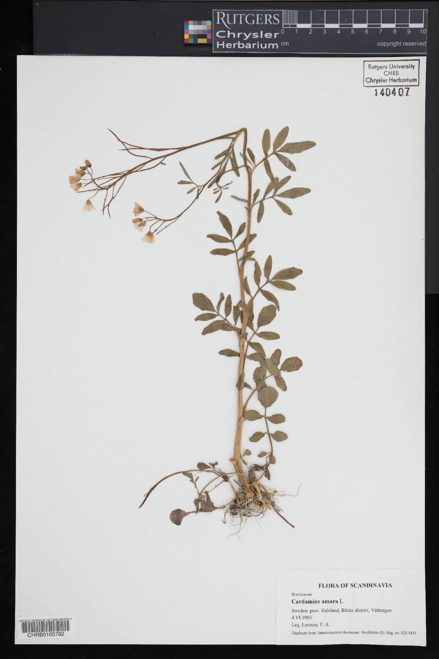 Cardamine amara image