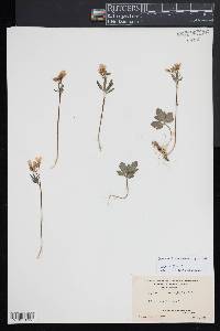 Cardamine angustata image